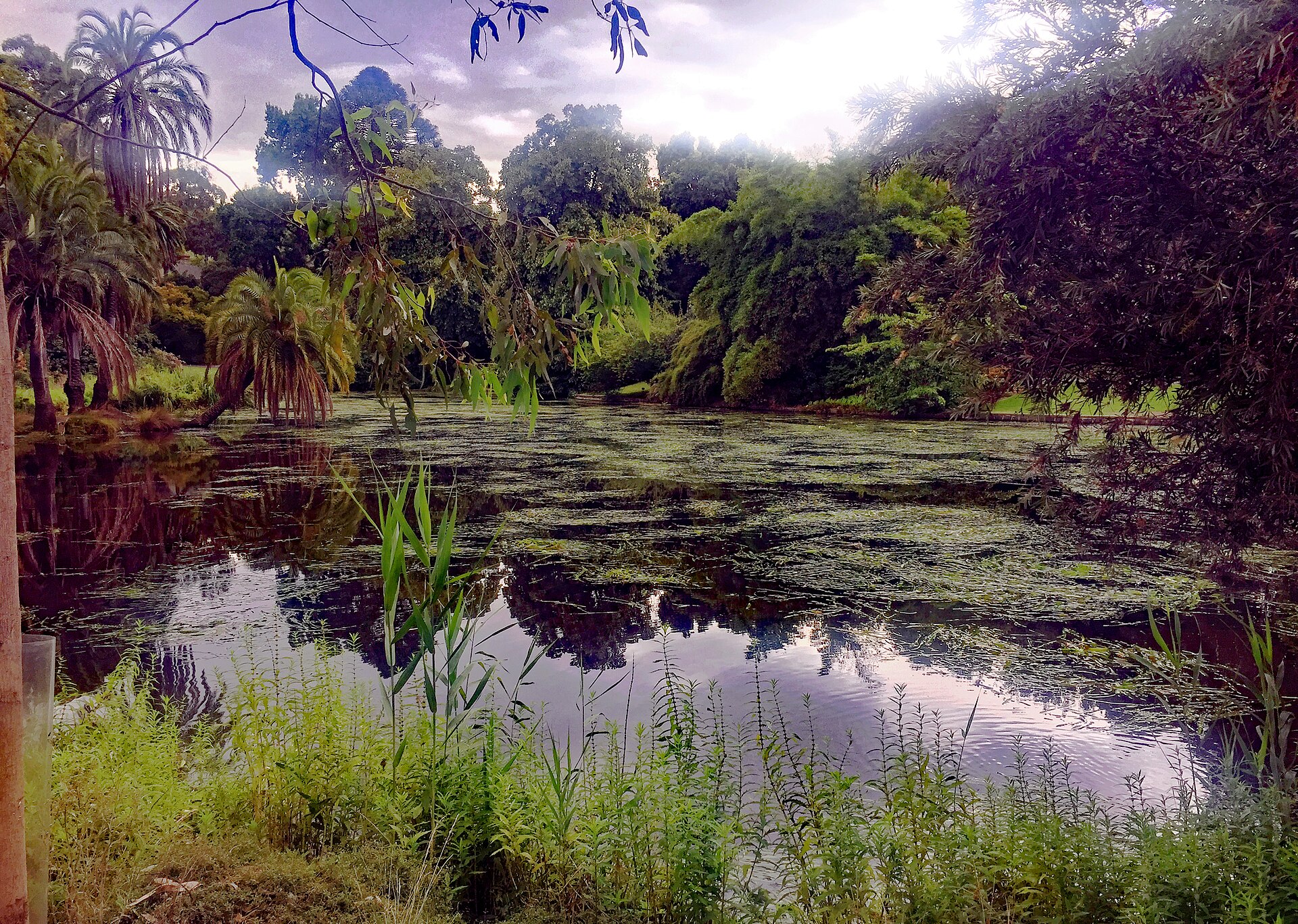 Royal Botanic Gardens of Victoria Ornamental Lake 2020